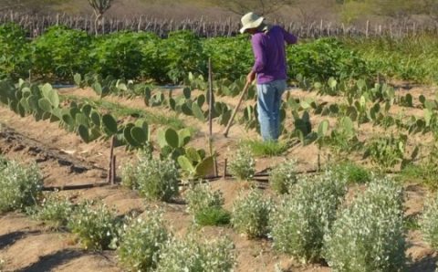 REFORMA AGRÁRIA:   Agricultores são convocados para regularizar situação em 115 assentamentos de 11 estados