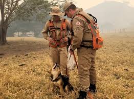 Corpo de Bombeiros utiliza cães farejadores e intensifica busca por jovem desaparecido  