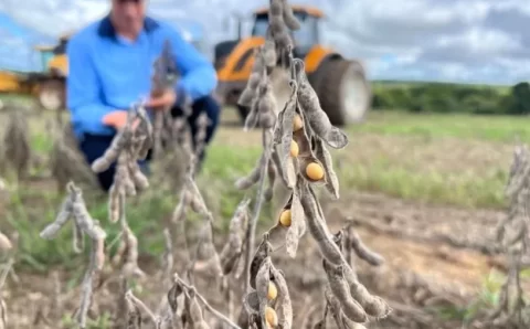 MT:  NO MÍNIMO:   Produtor em MT precisa vender soja a R$ 122,72 para cobrir custo da safra