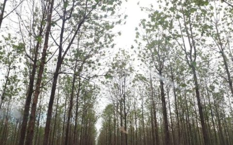 MT:  Produtor com floresta plantada para comercialização deve se cadastrar no Indea-MT