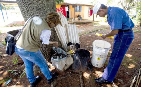 MT:  ENDEMIA EM MATO GROSSO:   Chuvas acendem alerta para risco de nova alta dos casos de dengue