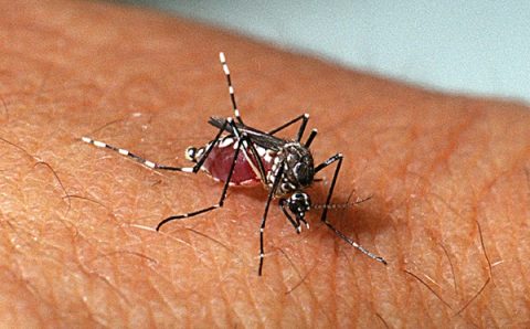 MT:   Secretaria de Saúde registra 41.631 notificações de dengue em novo boletim epidemiológico