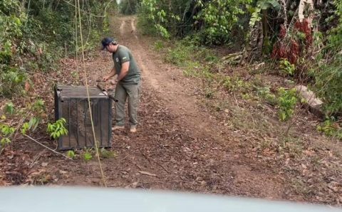 Onça-pintada que caiu em poço desativado é solta depois de passar por tratamento