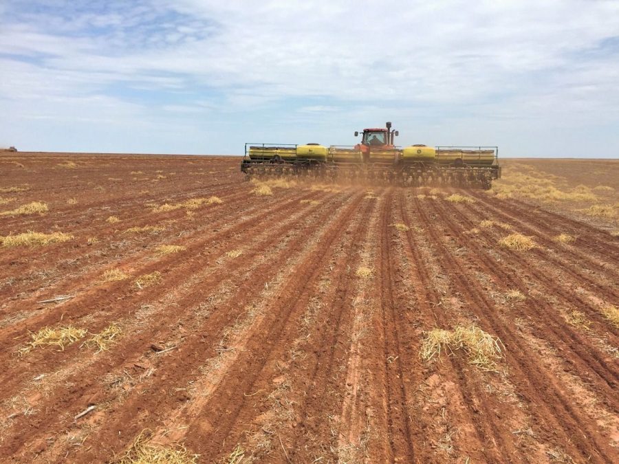 MT:   Semeadura de soja avança em Mato Grosso, mas ainda está atrasada em relação à safra anterior