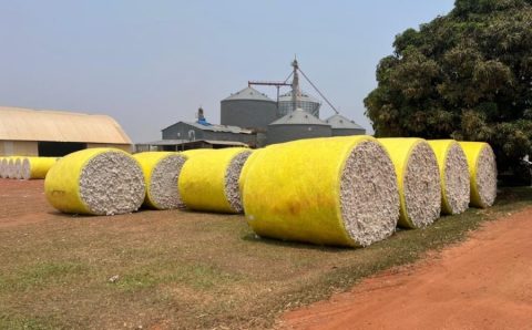 MT:   Falta de chuvas na soja coloca em alerta produtores que vão investir no algodão