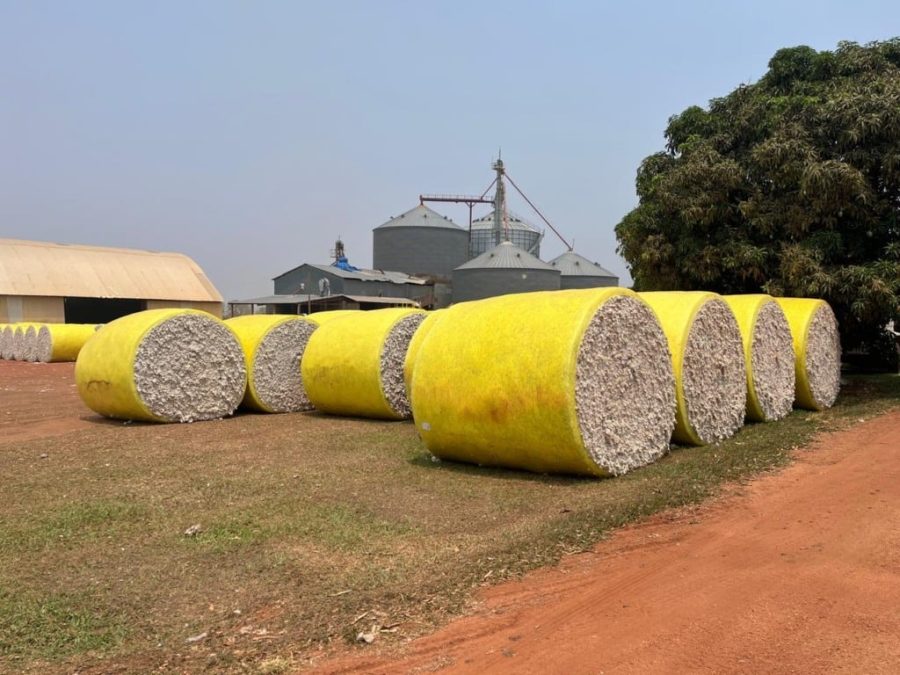 MT:   Falta de chuvas na soja coloca em alerta produtores que vão investir no algodão