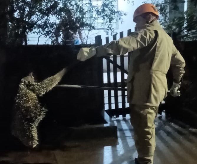 Corpo de Bombeiros resgata porco-espinho que estava em árvore em frente a residência