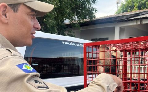 Bombeiros resgatam filhote de tamanduá-mirim em área urbana de Sorriso