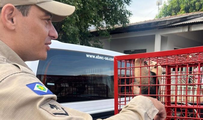 Bombeiros resgatam filhote de tamanduá-mirim em área urbana de Sorriso