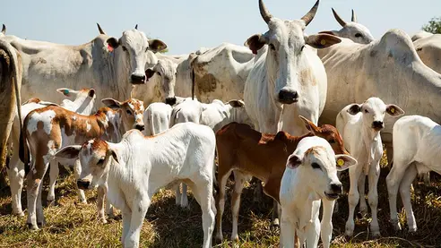 MT;   CONEXÃO FPA-MT:    Mato Grosso pode perder R$ 6 bi com lei anti desmatamento da União Europeia