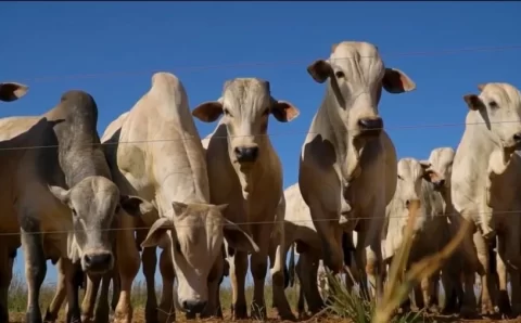 MT:  IMEA:   Carne bovina: exportações em Mato Grosso podem ultrapassar 650 mil TECs