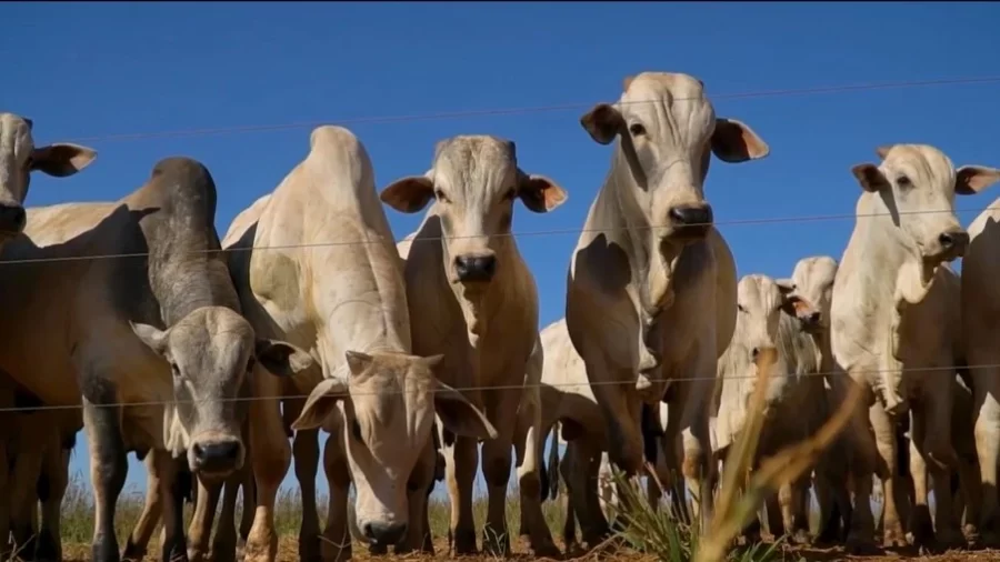 MT:  IMEA:   Carne bovina: exportações em Mato Grosso podem ultrapassar 650 mil TECs