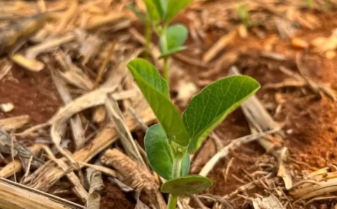 MT:  AINDA ATRASADA:   Semeadura da soja avança e chega a 55,73% da área em Mato Grosso