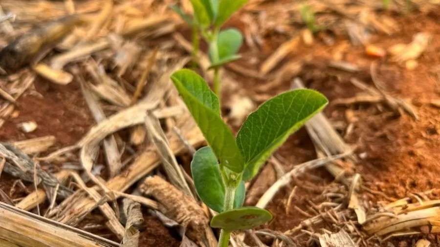 MT:  AINDA ATRASADA:   Semeadura da soja avança e chega a 55,73% da área em Mato Grosso