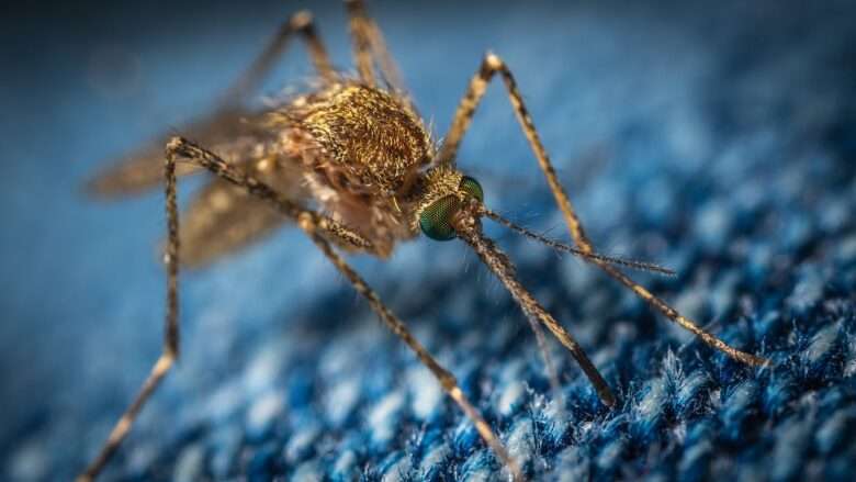 MT:  Chuvas trazem alívio e alerta para o aumento de casos de dengue em Mato Grosso