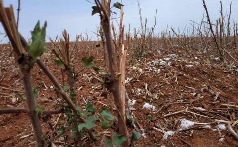 MT:  Vazio sanitário do algodão começa em 15 de outubro e INDEA orienta produtores sobre a importância do controle fitossanitário