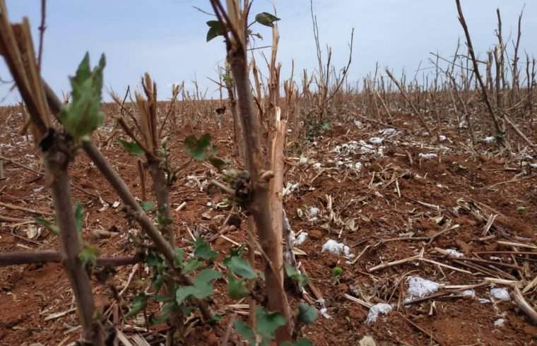 MT:  Vazio sanitário do algodão começa em 15 de outubro e INDEA orienta produtores sobre a importância do controle fitossanitário