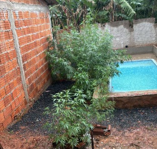 Força Tática prende homem por tráfico de drogas e apreende 17 pés de maconha