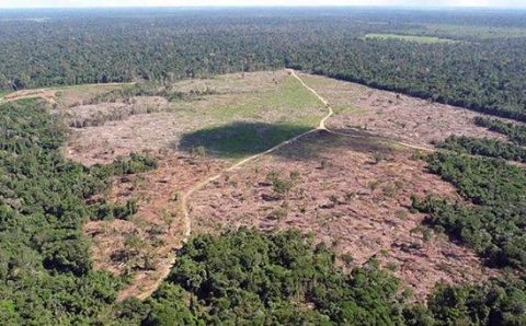 MT:  CRIME AMBIENTAL NO ESTADO:    Dez municípios respondem por quase 40% das áreas embargadas