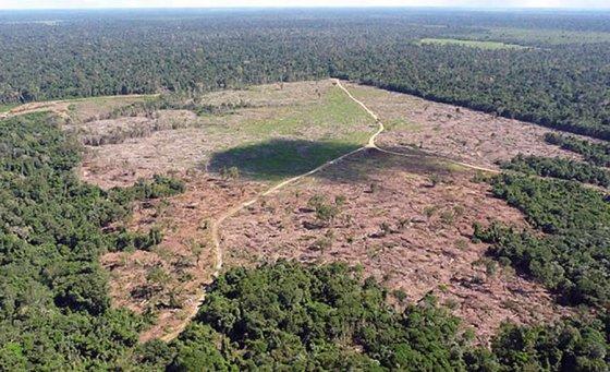 MT:  CRIME AMBIENTAL NO ESTADO:    Dez municípios respondem por quase 40% das áreas embargadas