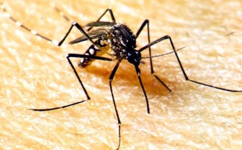 SES alerta a população para combater o Aedes aegypti no período de chuvas