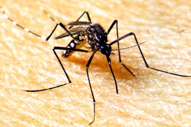 SES alerta a população para combater o Aedes aegypti no período de chuvas