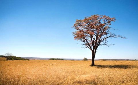 MT:   Proprietários rurais em Mato Grosso indenizarão R$ 2,2 milhões por desmatamento ilegal