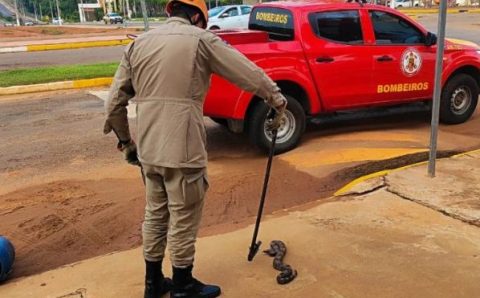 Corpo de Bombeiros realiza captura de duas cobras em área urbana de Primavera do Leste