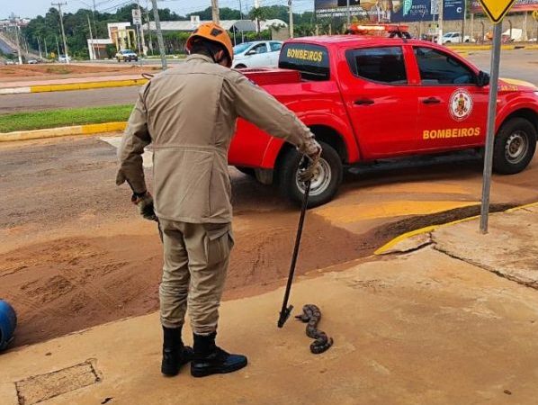 Corpo de Bombeiros realiza captura de duas cobras em área urbana de Primavera do Leste