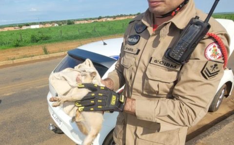 Corpo de Bombeiros resgata gato e duas cobras de locais de risco