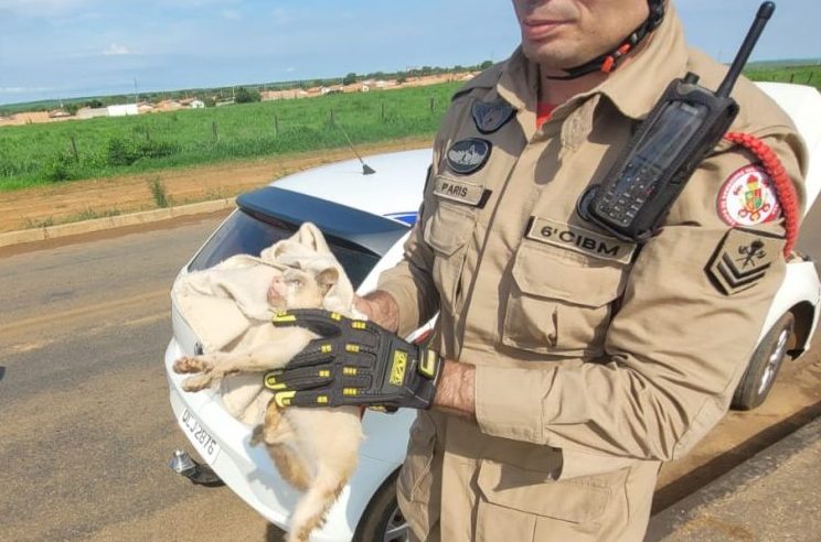 Corpo de Bombeiros resgata gato e duas cobras de locais de risco