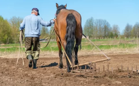 Por que cavalos precisam de ferraduras e vacas não?