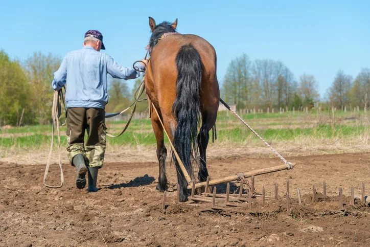 Por que cavalos precisam de ferraduras e vacas não?