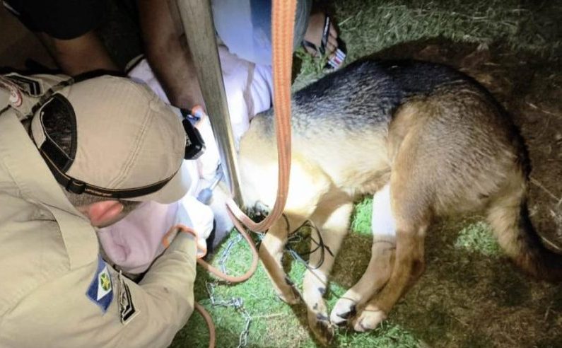 Corpo de Bombeiros resgata cão, porco-espinho e tamanduá-mirim de locais de risco