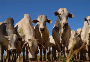 MT:  DADOS IMEA:   MT apresenta menor redução nos abates desde julho de 2021