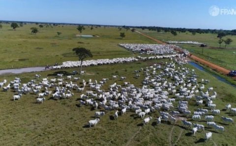 MT:   Estoque de rebanhos deve ser comunicado até 10 de dezembro em MT