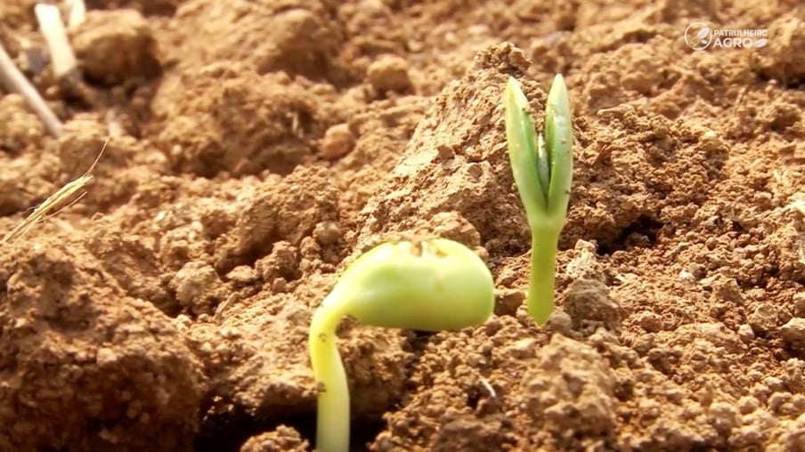 MT:  ACELEROU:   Plantio da soja 24/25 em Mato Grosso ultrapassa a 23/24 pela primeira vez