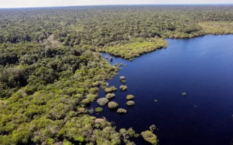 Petrobras e BNDES fazem parceria para restauração na Amazônia