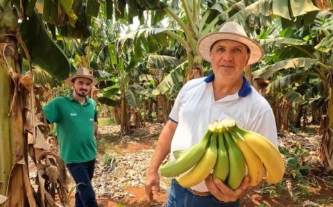 MT:  SENAR TRANSFORMA:   Com orientação certa, produzir bananas é mais rentável que soja