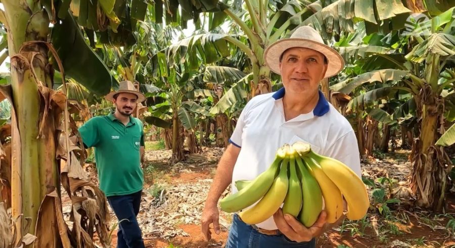 MT:  SENAR TRANSFORMA:   Com orientação certa, produzir bananas é mais rentável que soja