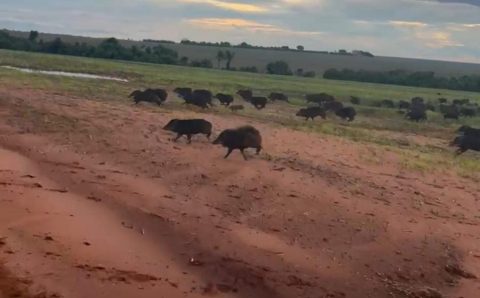 MT:  FORA DE CONTROLE:   Porcos selvagens causam prejuízos em lavouras de Mato Grosso