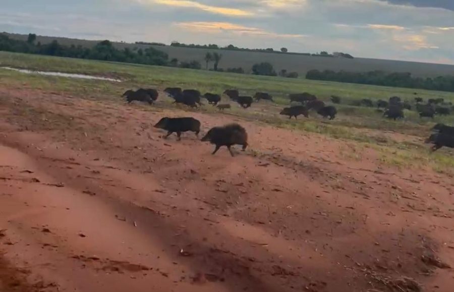 MT:  FORA DE CONTROLE:   Porcos selvagens causam prejuízos em lavouras de Mato Grosso