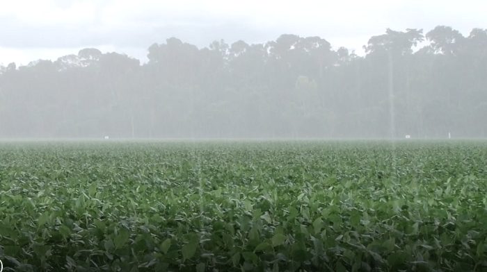 MT:    Agricultores em Mato Grosso temem perdas na soja por excesso de chuvas