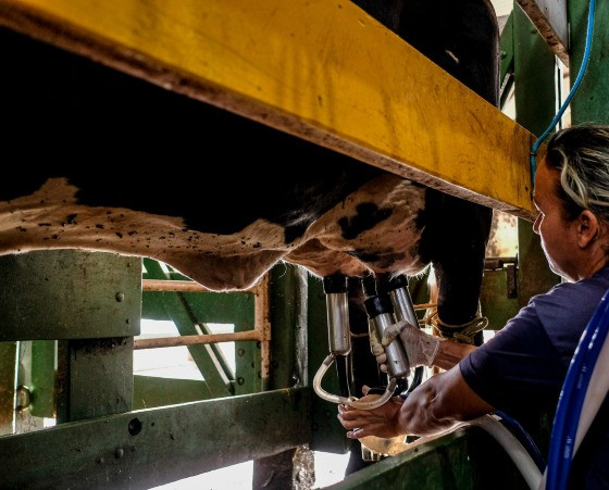 MT:  EM 33 MUNICÍPIOS:   Programa do Governo de MT para melhoramento genético do rebanho leiteiro alcança mais de dois mil produtores