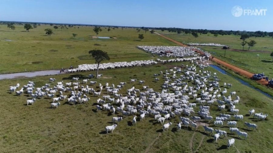 MT:   Estoque de rebanhos deve ser comunicado até 10 de dezembro em MT