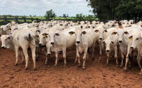 COTAÇÕES DO DIA:  Veja os preços da arroba do boi no Brasil após nota chinesa abalar o setor