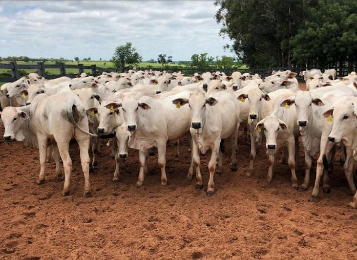 COTAÇÕES DO DIA:  Veja os preços da arroba do boi no Brasil após nota chinesa abalar o setor