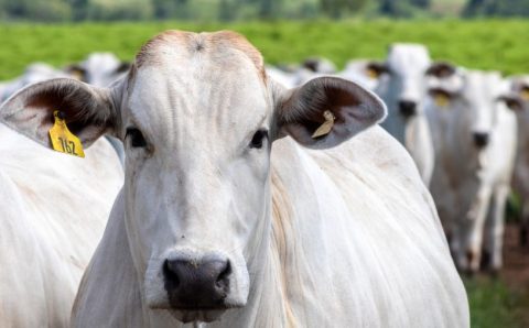 Agronegócio traz recorde nas exportações de carne do Brasil em 2024