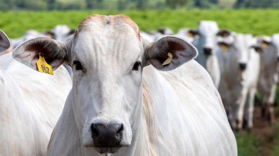 Agronegócio traz recorde nas exportações de carne do Brasil em 2024