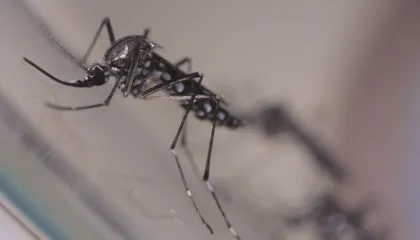 Sequestro de gene após infecção por Zika causa microcefalia, diz estudo